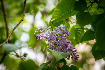 Lilac garden trees under the rain nature spring time with free space text