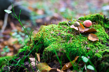 A little brown mushroom grows on an old tree stump. Mushroom close-up. Mushroom on the moss among the leaves