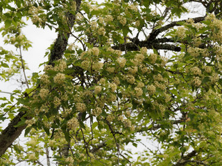 Acer tartaricum | Érable de Tartarie ou érable du fleuve Amour au feuillage trilobé vert...