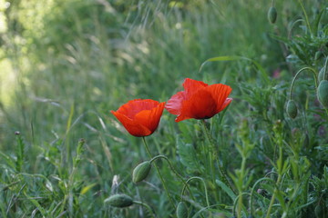 Blumenwiese