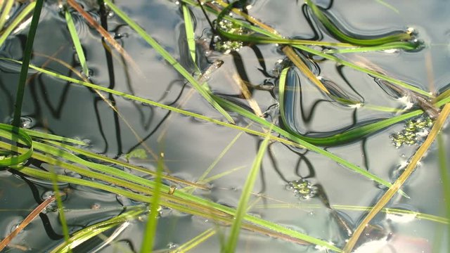 water strider on the water. the wind pumps water grass.