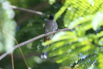 bird in the garden
