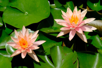 Kathmandu Nepal - Garden of Dreams Lotus Flower Nelumbo nucifera