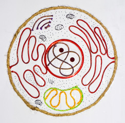 Animal Cell with sewing materials - Science Project idea