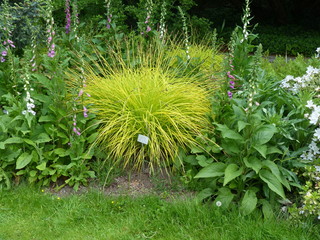 Carex elata ,Bowl,s Gold Cyperaceae family.