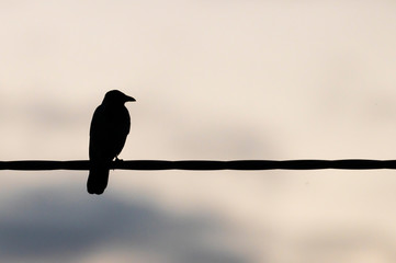Silhouette eines Raben 