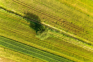 Aerial view of a single tree growing lonely on green agricultural fields in spring with fresh vegetation after seeding season on a warm sunny day.