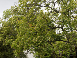 Fototapeta premium (Acer tartaricum) Érable de Tartarie ou érable du fleuve Amour, petit arbre au port évasé, cime arrondie, feuillage découpé vert brillant