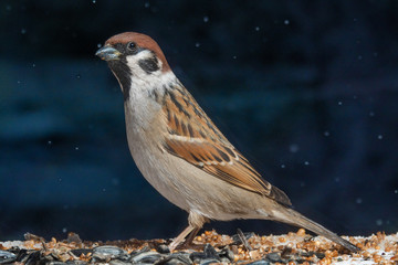 Sparrow near a feeding trough in the winter during the snowing season.