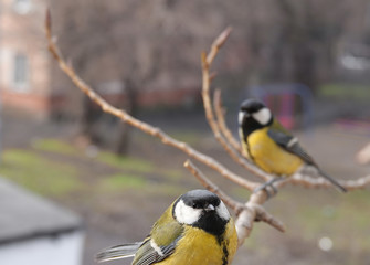 Tit sitting on a branch by the window.