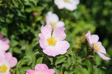 Close up of isolated pink flower head of climbing rose (rosa setigera), green blurred background - Netherlands (focus on center)