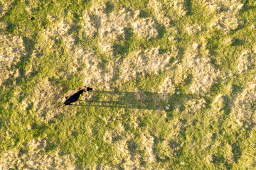 Fototapeta premium Aerial top down view of a cow grazing alone on green meadow lit by sunset light in summer.