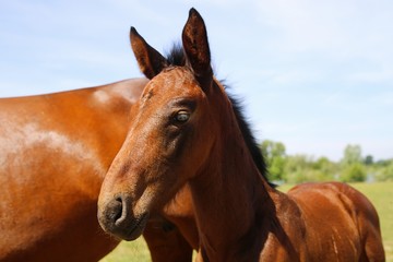 Obraz premium Close up portrait of brown hanoverian foal with mare mare on meadow, river background - Netherlands