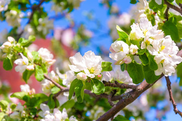 Spring blossom: branch of a blossoming apple tree on garden background