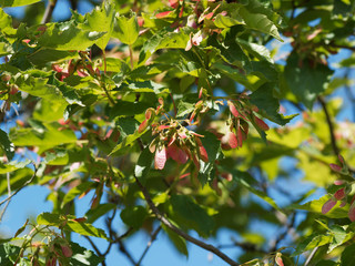 (Acer tartaricum) Gros plan sur samares ailés vert et rouge, fruits de l'érable de tartarie ou...