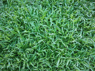 Top view of Fresh green grass.