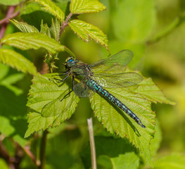 Hairy Dragonfly (Male)