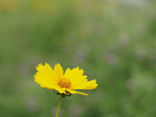 初夏の原の大金鶏菊