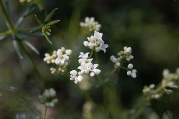 Flower of a waxy bedstraw plant, Galium glaucum