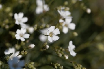 Flower of an alpine gypsophila, Gypsophila repens,