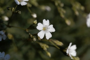 Obraz na płótnie Canvas Flower of an alpine gypsophila, Gypsophila repens,