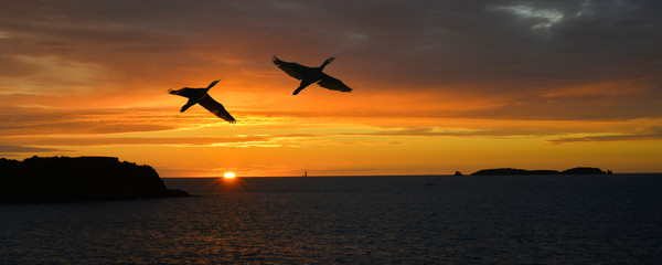 Panoramique deux cormorans en vol au coucher du soleil de Bretagne, France