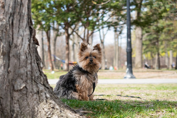 Cute little Yorkshire Terrier looking at the photograph in Lafontaine park, Montreal