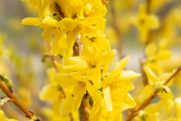 Obraz na płótnie Canvas Close up of yellow forsythia flowers at spring
