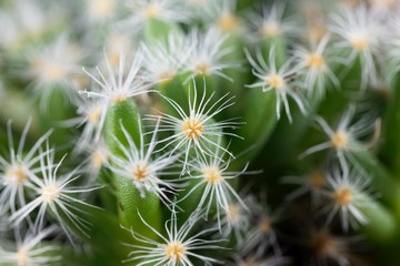 Leaves of the succulent plant Trichodiadema densum