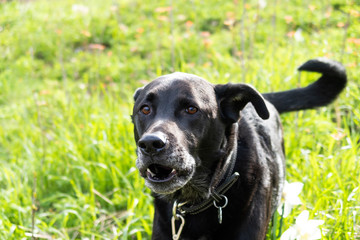Front view of a medium-sized black dog walking in the grass