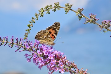butterfly on a flower