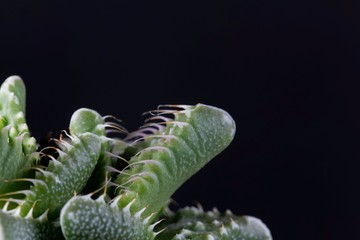 Leaves of the succulent plant Faucaria tuberculosa