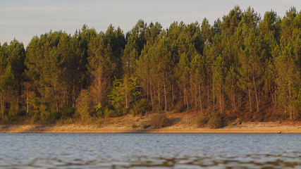 Étang encerclé par des lignées de pins, dans les Landes