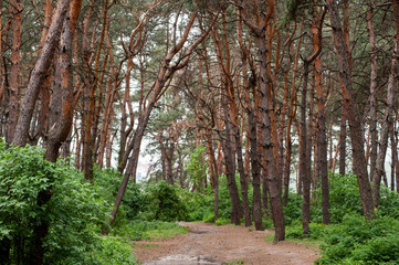 Road in the forest in the evening after the rain