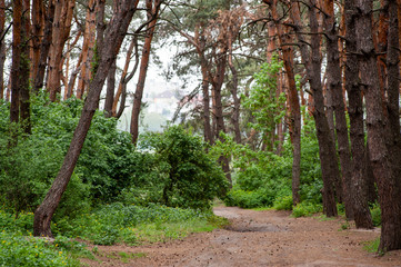 Road in the forest in the evening after the rain