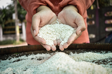 Close up Thai women holding jasmine rice in their hands. Health food products.