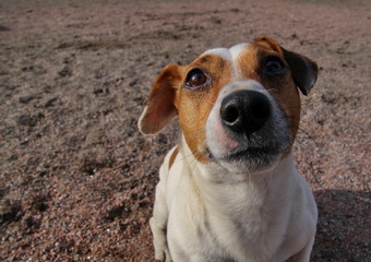Cute dog looks at training