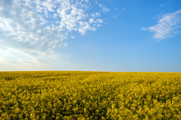 Landscape with blooming yellow rapeseed agricultural field and blue clear sky in spring.