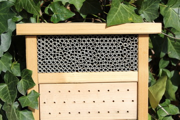 Bienenhaus im Efeu