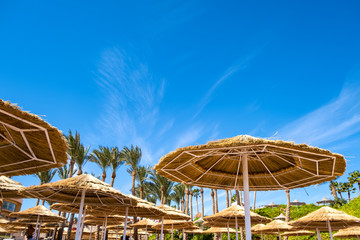 Straw shade umbrellas and fresh green palm trees in tropical region against blue vibrant sky in summer.