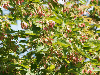 Acer tartaricum | Érable de Tartarie ou érable du fleuve Amour au feuillage vert brillant, nervuré pétiole pourpré, aux samares ailés vert et rouge vif en fin de printemps