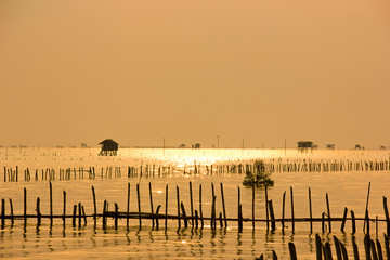 The beauty of the scenery, the mussel farm and the morning light in Thailand.