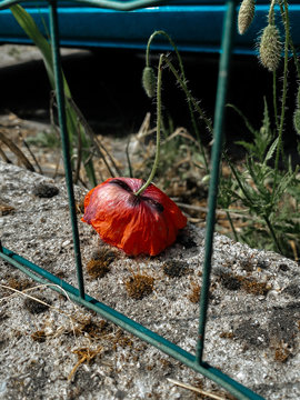 red poppy flower on the side of the road