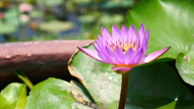 Beautiful lotus flower full bloom in lake 