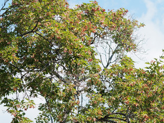 Fototapeta premium (Acer tartaricum) Érable de Tartarie ou érable du fleuve Amour, petit arbre au port évasé, cime arrondie