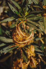 Oleander (Nerium oleander), a poisonous shrub. Mature fruits and seeds detail (anemochory...