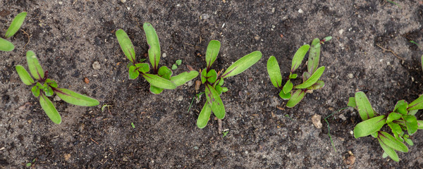Small beetroot seedlings in the vegetable garden