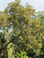 Acer tartaricum | Érable de Tartarie ou érable du fleuve Amour 