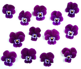 Fototapeta na wymiar Purple Violet Pansies, flowerbed seamless pattern with pansy spring flowers at white background.