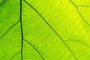 Fototapeta na wymiar Banana leaf texture background with rim light, tropical pattern concept